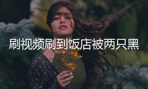 频刷破门到饭店被店主懵黑熊两只了闯入刷视